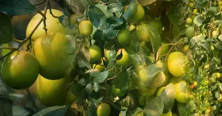 যশোরে বাণিজ্যিকভাবে বাড়ছে কুলের চাষ